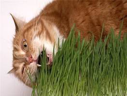 Паста для выведения шерсти у кошек (15 фото): как выбрать пасту для растворения комков в желудке у котов? как правильно ее давать?