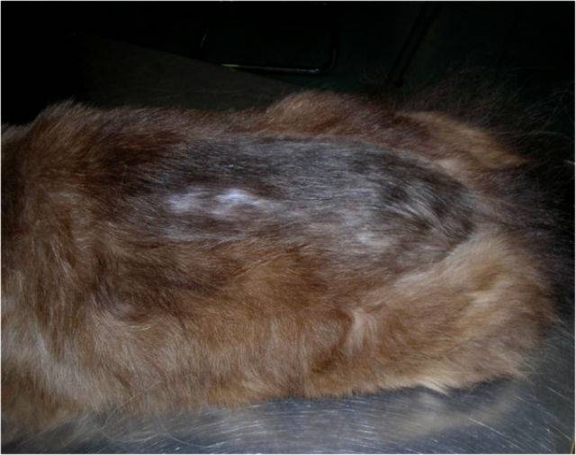 Блошиный дерматит у кошек: признаки и лечение