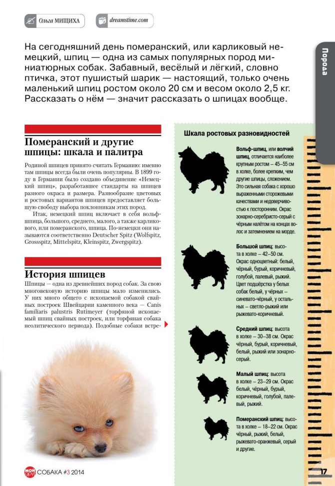 Померанский шпиц (мишка) – карликовая собака медвежьего типа, описание породы, характеристика, окрасы