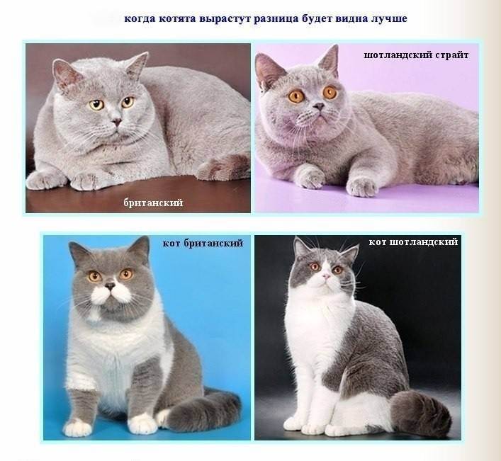 Чем отличаются британские кошки от шотландских?