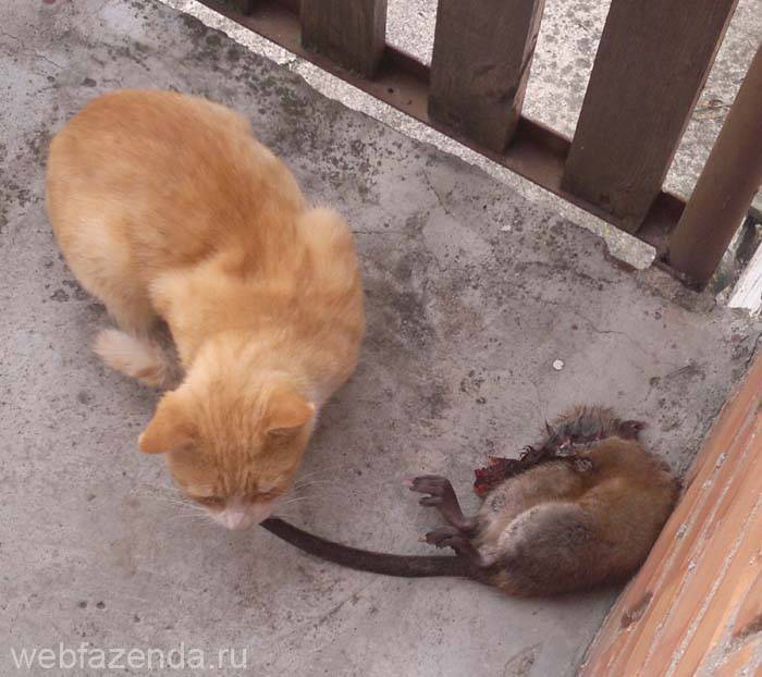 Кто лучше ловит мышей – кот или кошка, какой породы, будет ли охотиться кастрированное животное?