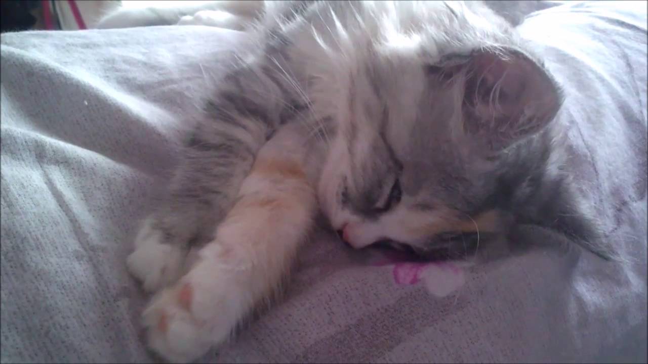 Кот во сне дергается и закатывает глаза. почему кошка дергается во сне? видео: почему кошки дергаются во сне