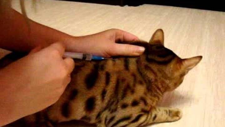 Как делать уколы котам самостоятельно