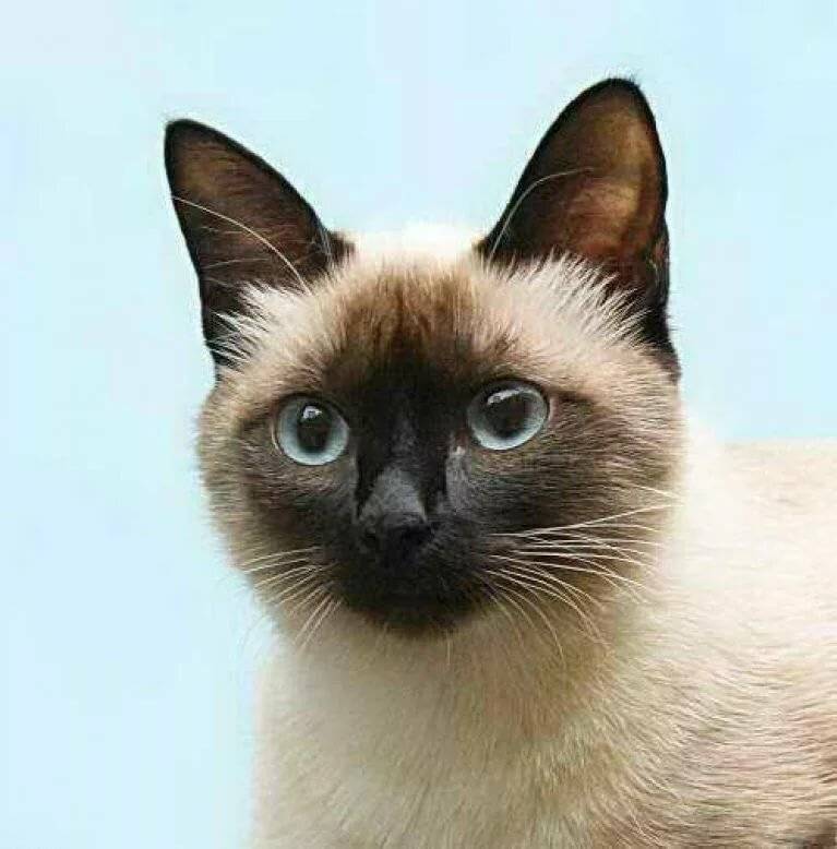 Чем отличаются тайские кошки от сиамских фото и описание