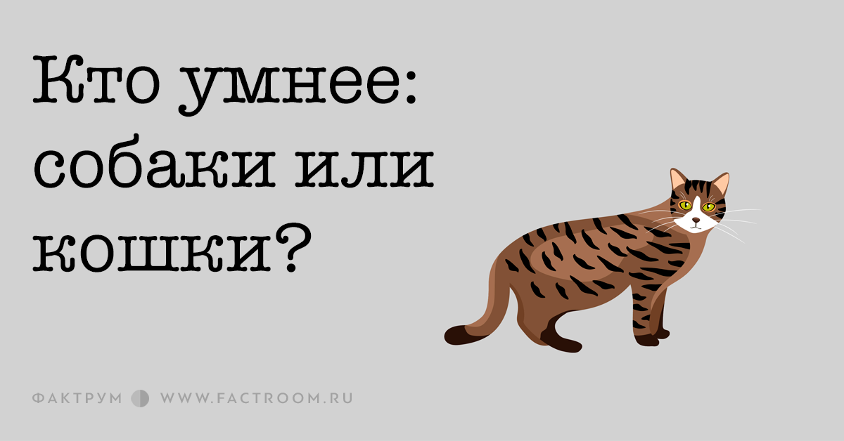 Кто умнее - кошка или собака? - русская семерка