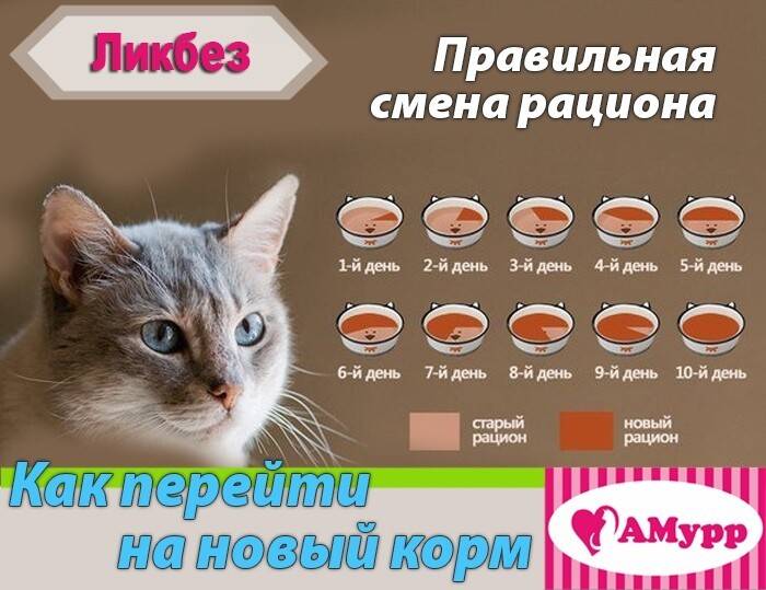 Можно ли кошку кормить только сухим кормом: плюсы и минусы сушки, чем отличается от натуралки и влажного корма, что давать маленькому котенку + отзывы