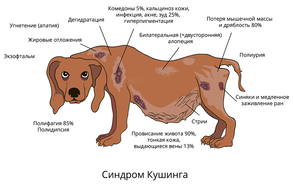 Выделения после вязки у собак: виды, причины, лечение