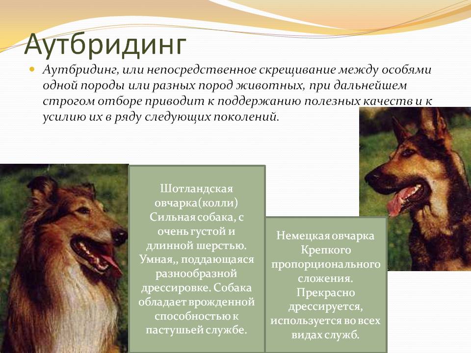 Помесь лисы и собаки — возможен ли такой метис