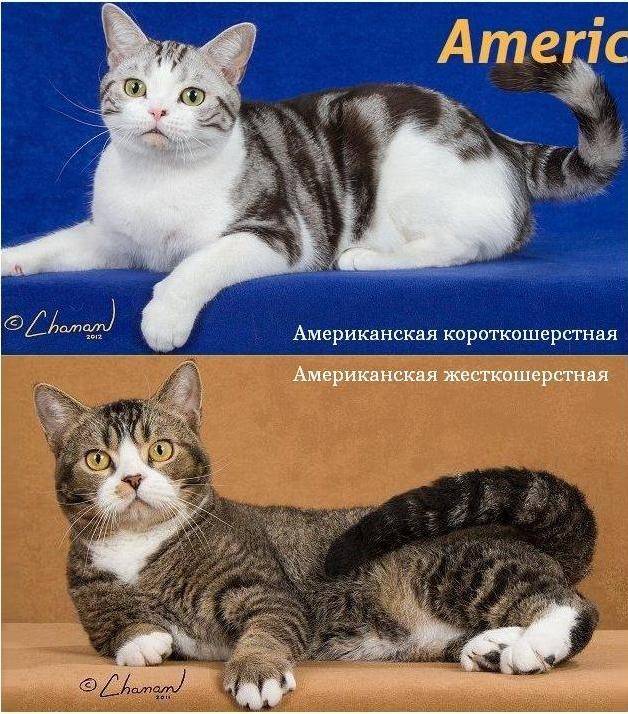 Бомбейская кошка: особенности породы, фото кота и отзывы владельцев