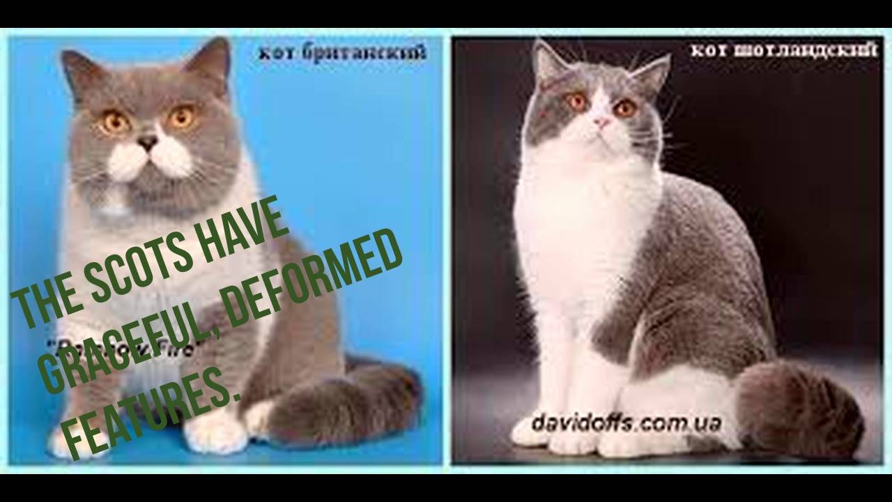 Отличия шотландских кошек от британских - разбираемся во всех нюансах