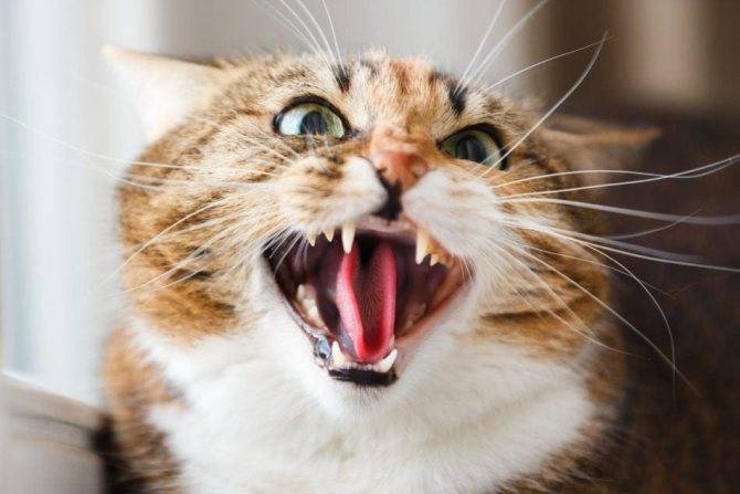 Агрессия у кошек: причины, виды и способы коррекции