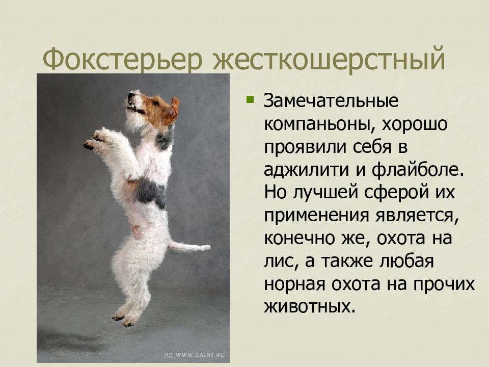 Фокстерьер: фото собаки, описание породы, внешний вид, характер