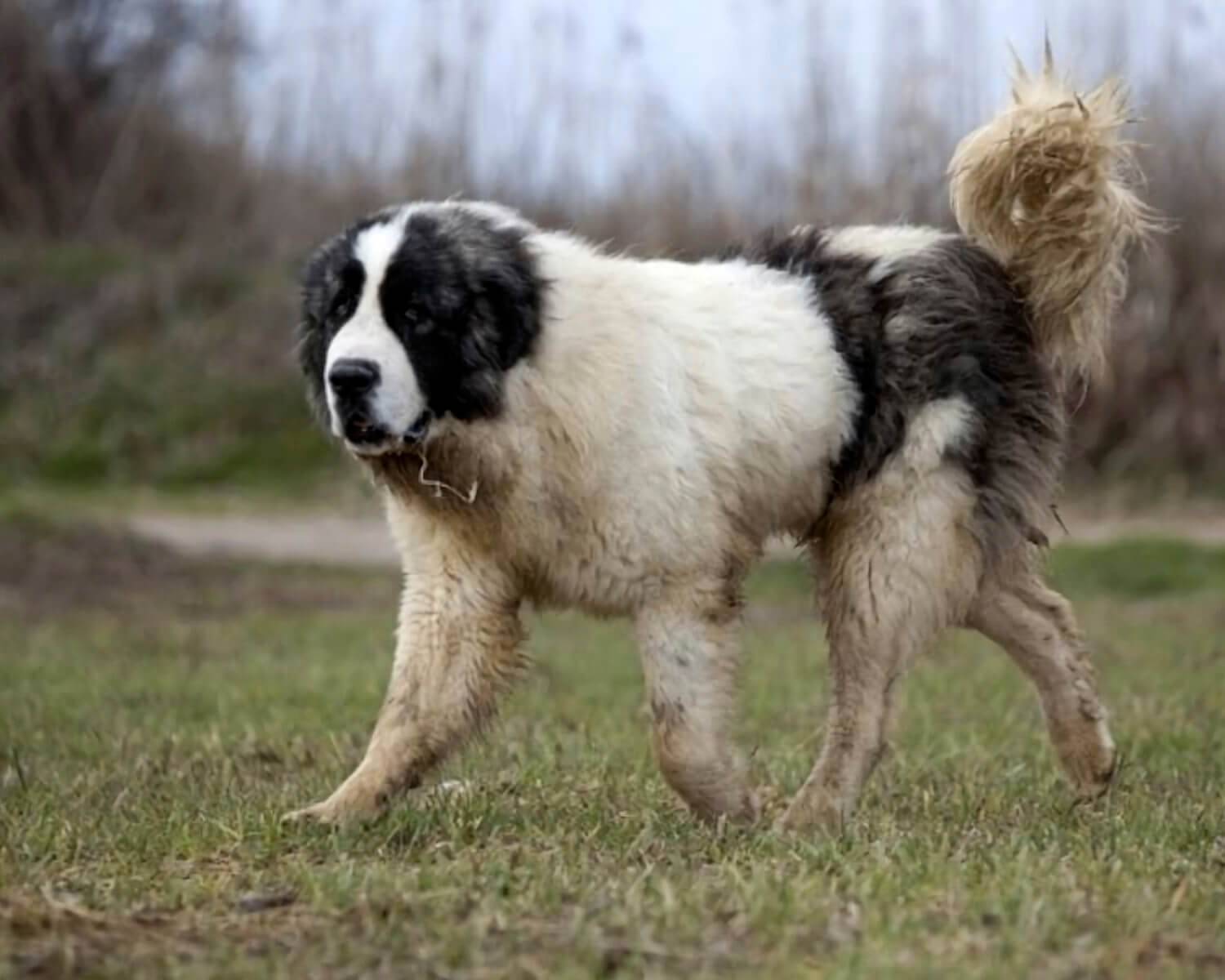 Одна из лучших охранных пород – большой пиреней или пиренейская горная собака