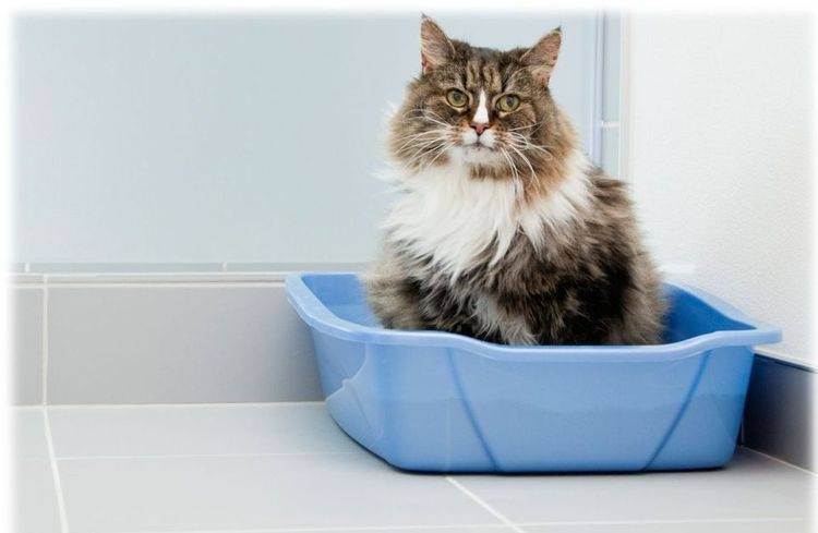 Наполнитель для кошачьего туалета, какой наполнитель лучше выбрать