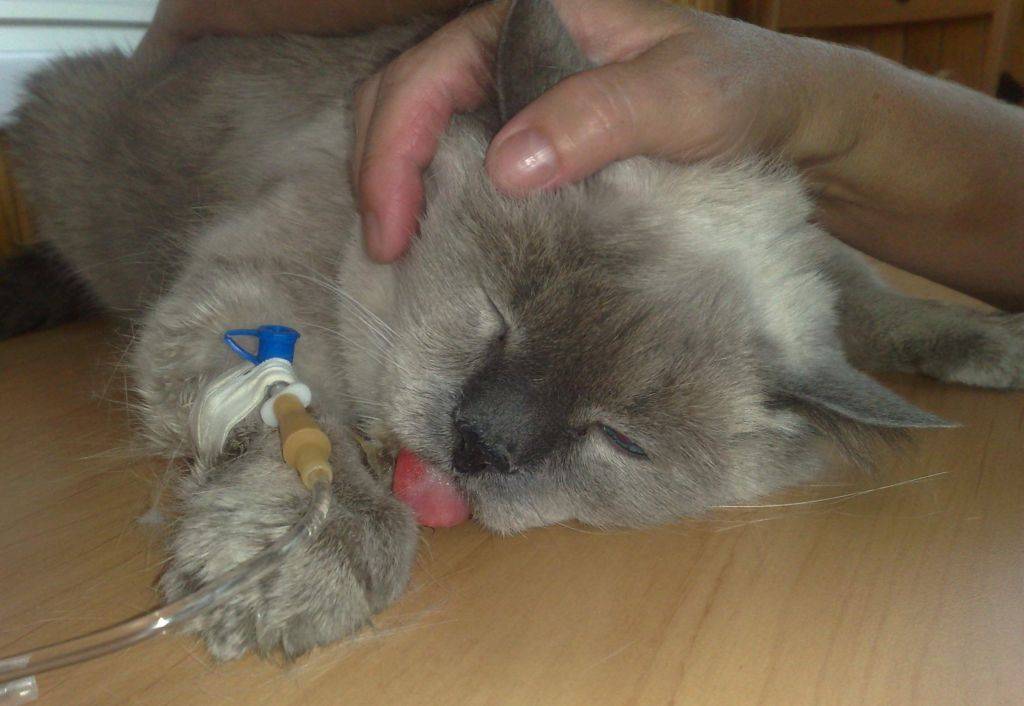 У кота отекла лапа после подкожной капельницы - травматолог.ру