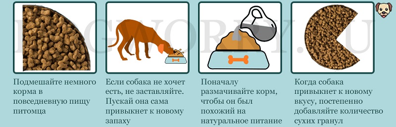 Натуральный корм для собак: меню на неделю, таблица, рацион, норма кормления, рецепты своими руками