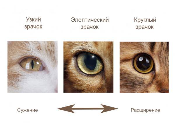 Глаза кошки: строение, какие цвета видят, болезни