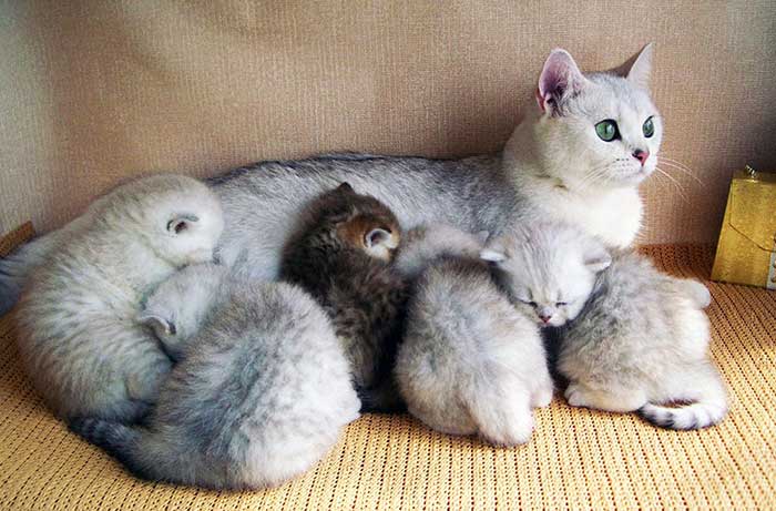 Сколько у шотландских кошек рождается котят у