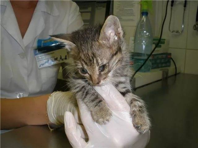 Лечение ринотрахеита у кошки: как передается, опасен ли для людей