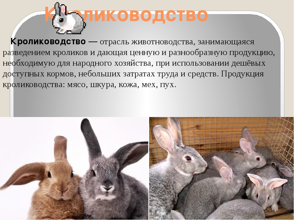 Обзор самых интересных и малоизвестных фактов про кроликов и кролиководство