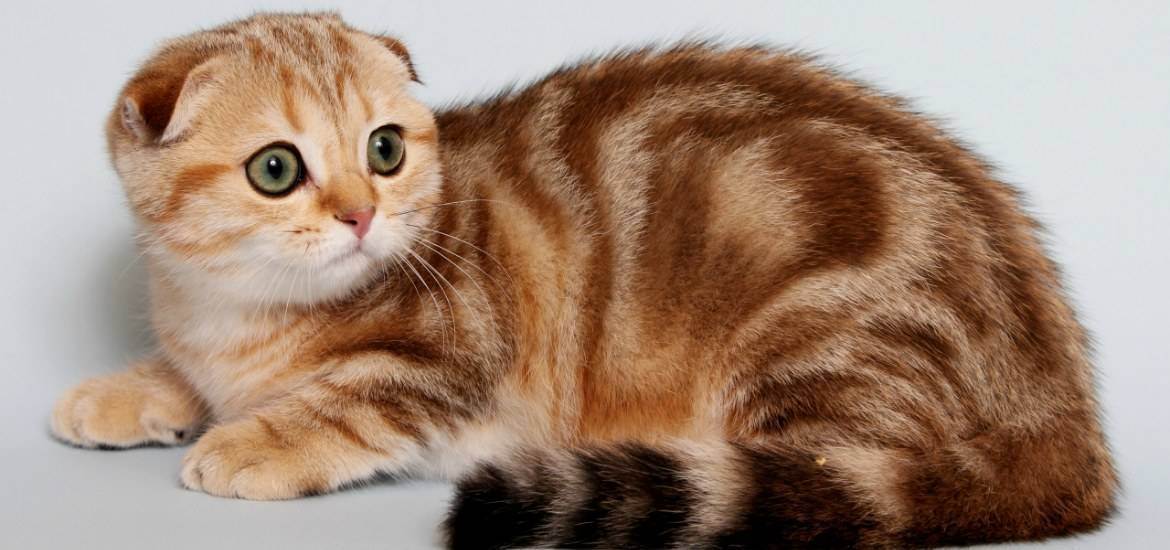 Размеры кошек породы шотландская вислоухая