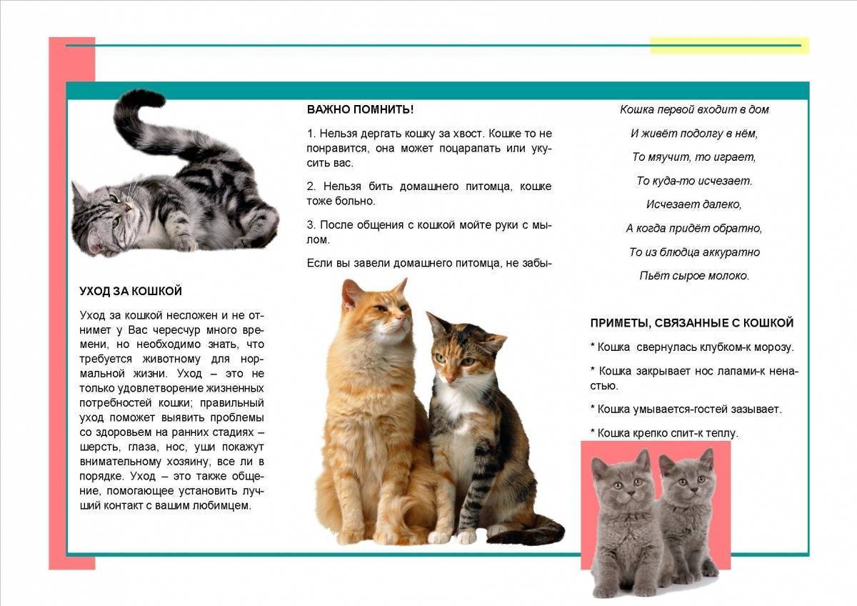 Правильное воспитание кошки: советы и рекомендации экспертов, как взрослого кота воспитать.. обсуждение на liveinternet
