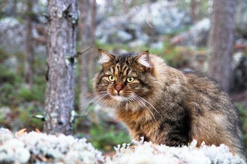 Амурский лесной кот (дальневосточный леопардовый кот)