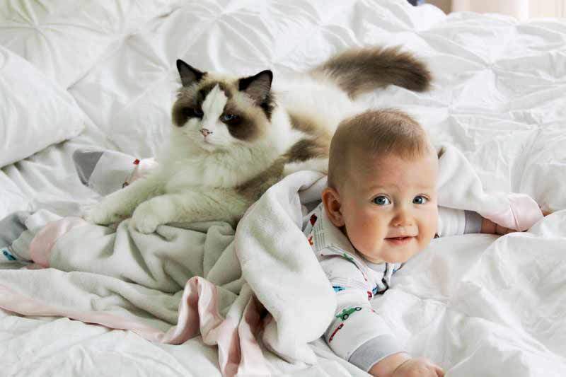 Лучшие породы кошек для ваших детей (+ фото) | звери дома
