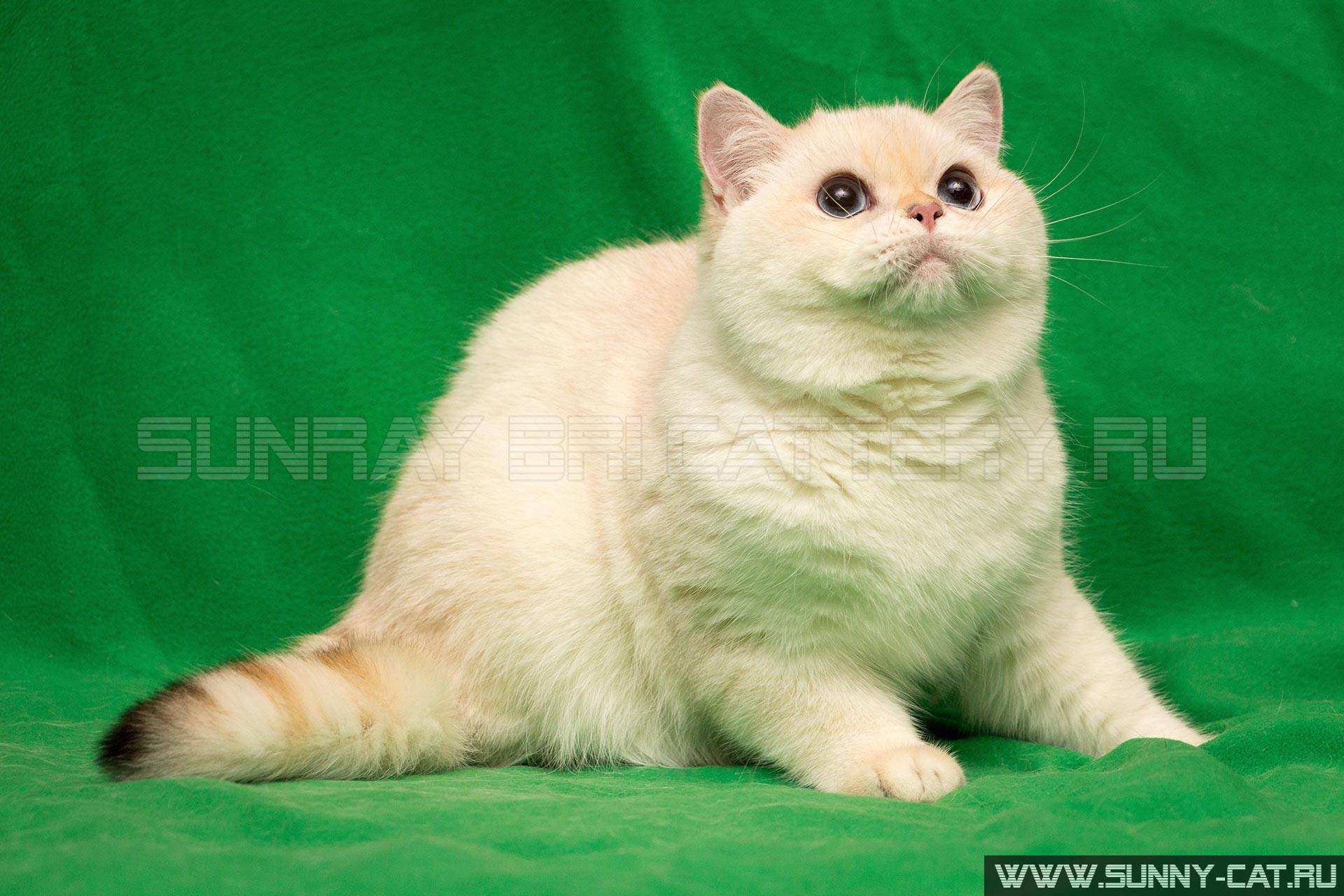 Имена для белых котят на русском и на английском языках