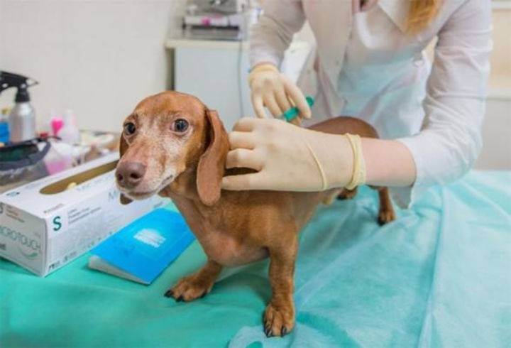 Прививки для собак - когда и какие делать - нужно ли их делать и какие возможны осложнения у взрослых собак и сколько длится карантин - лапы и хвост