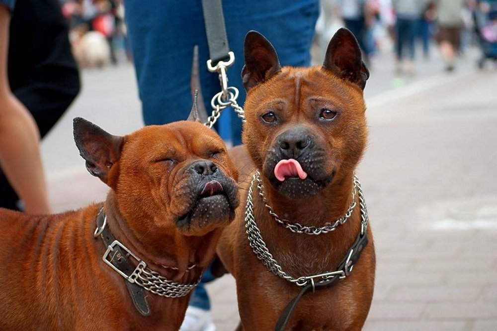 Какая самая редкая порода собак в мире: критерии для определения редкости