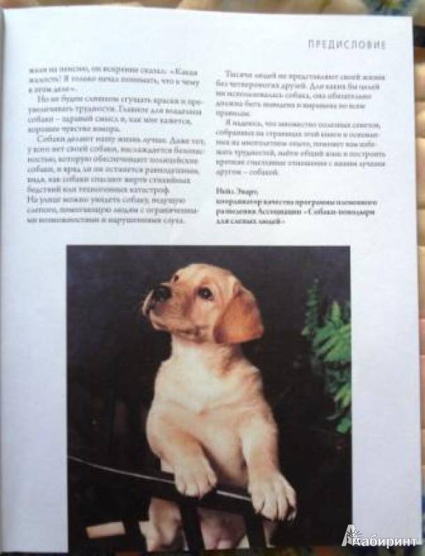 Как дрессировать щенка в домашних условиях — pet-mir.ru