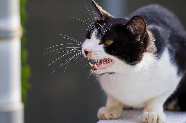 Укус кошки: какая может быть опасность для человека, что делать после укуса
