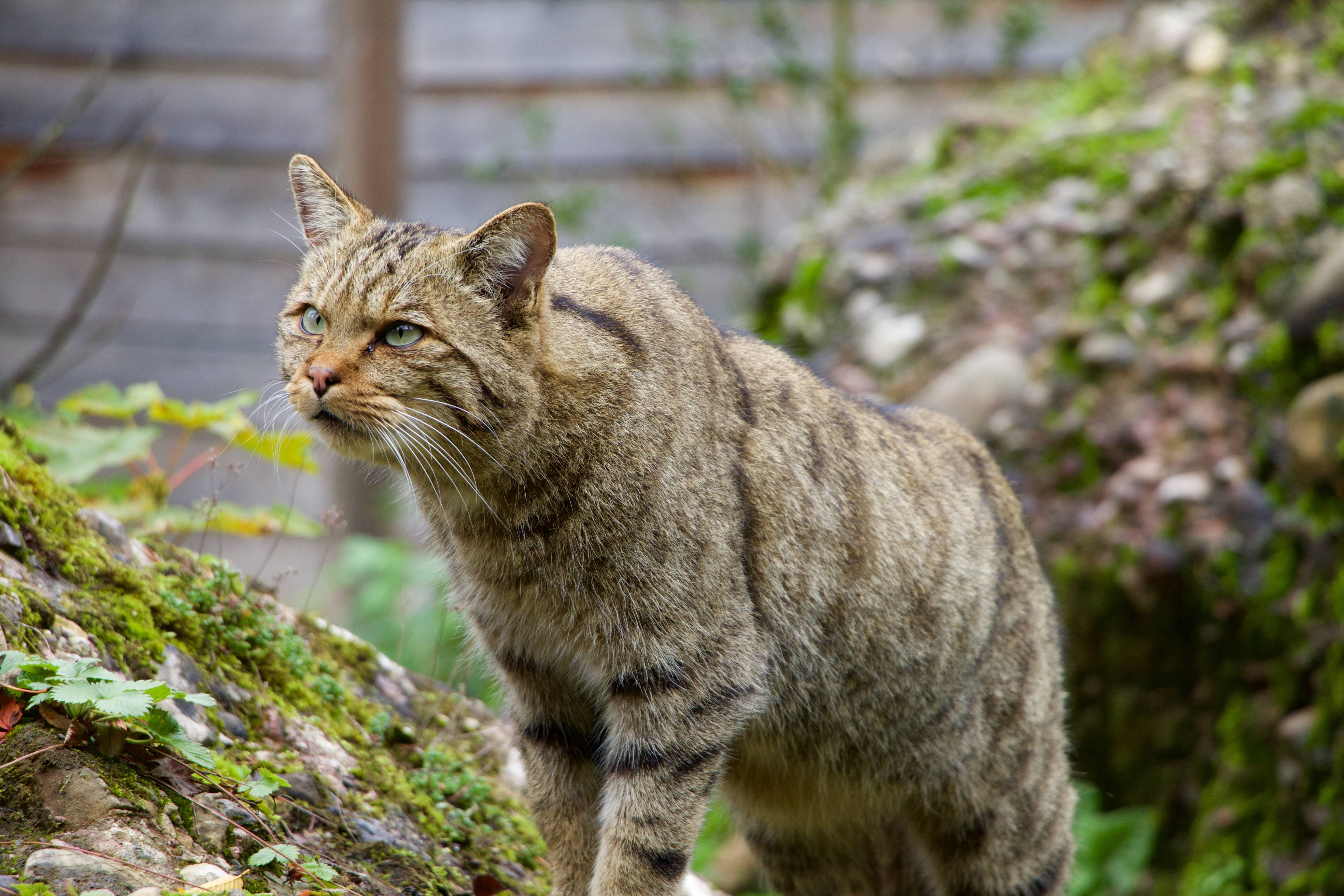 Европейский лесной кот: история породы, внешний вид и повадки дикого животного, особенности питания