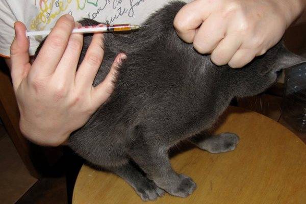 Как сделать укол кошке - 115 фото уколов в холку и видео инструкция как делаются внутривенные инъекции