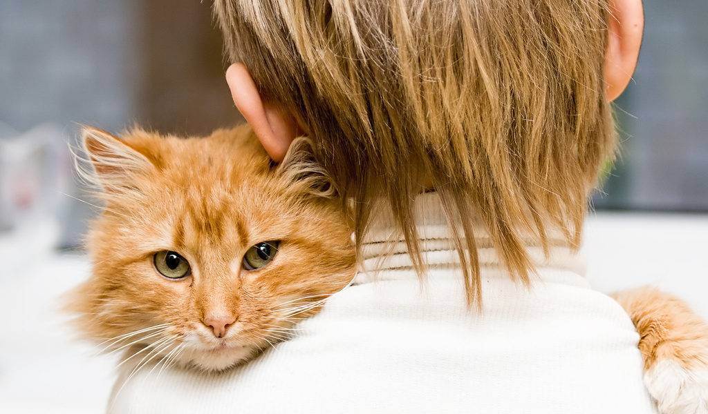 Аллергия на кота у грудничка фото