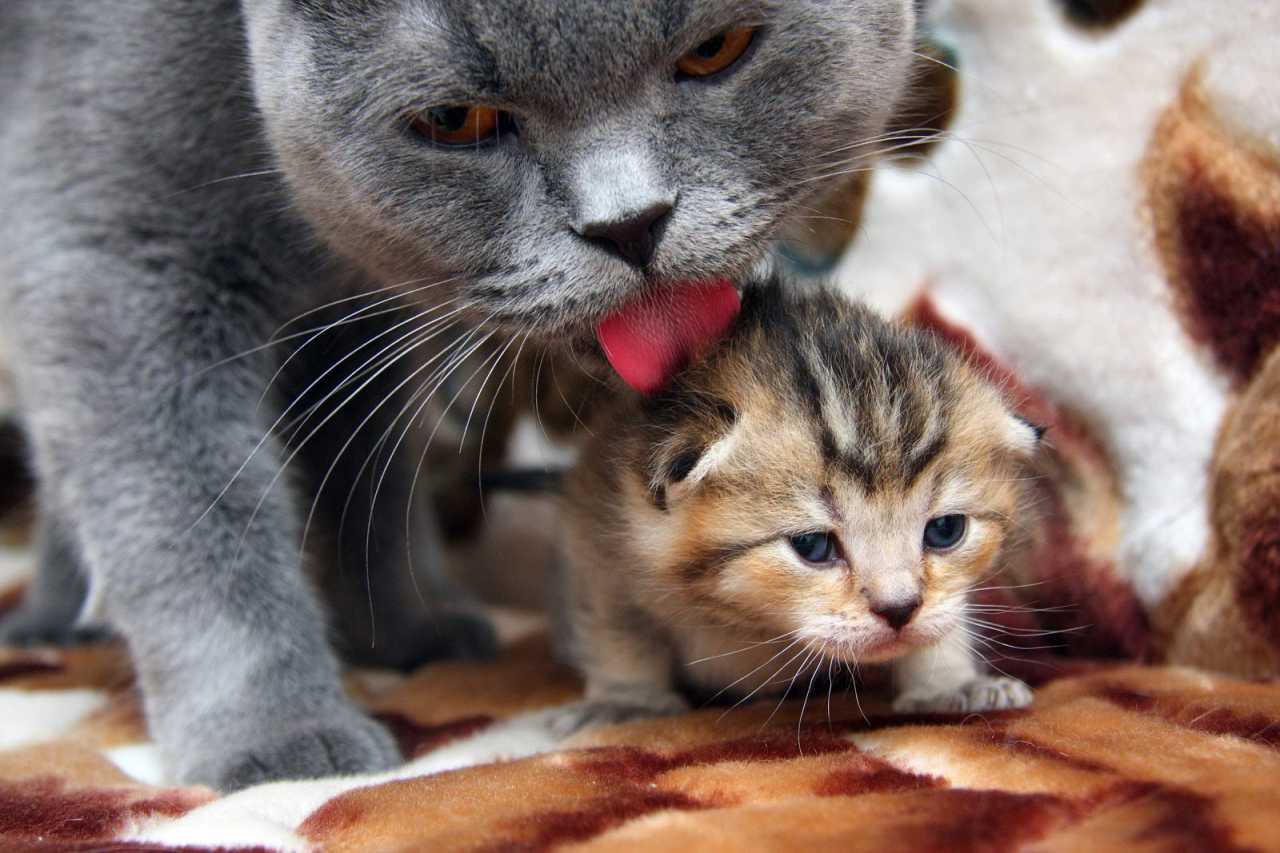 Уход за шотландским котенком: как правильно ухаживать за кошкой и котом с рождения до 2 месяцев и в дальнейшем? правила воспитания