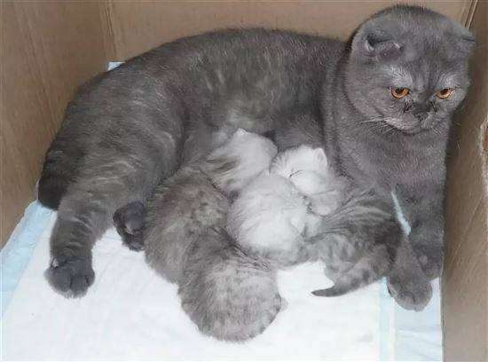 Новорожденные вислоухие котята - развитие котят по неделям