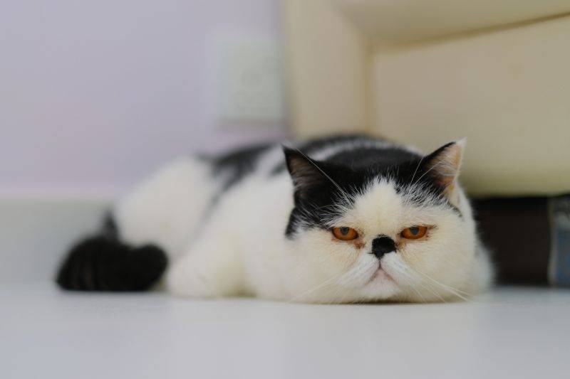 Топ-9 самых популярных пород кошек в россии