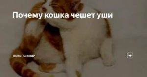 Почему кошка прижимает уши: наблюдаем и изучаем поведение питомца