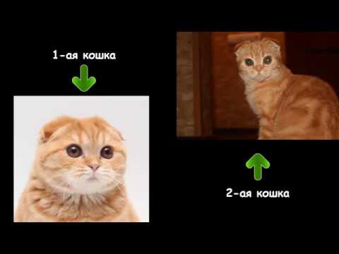 Вислоухий котенок или нет — как определить?