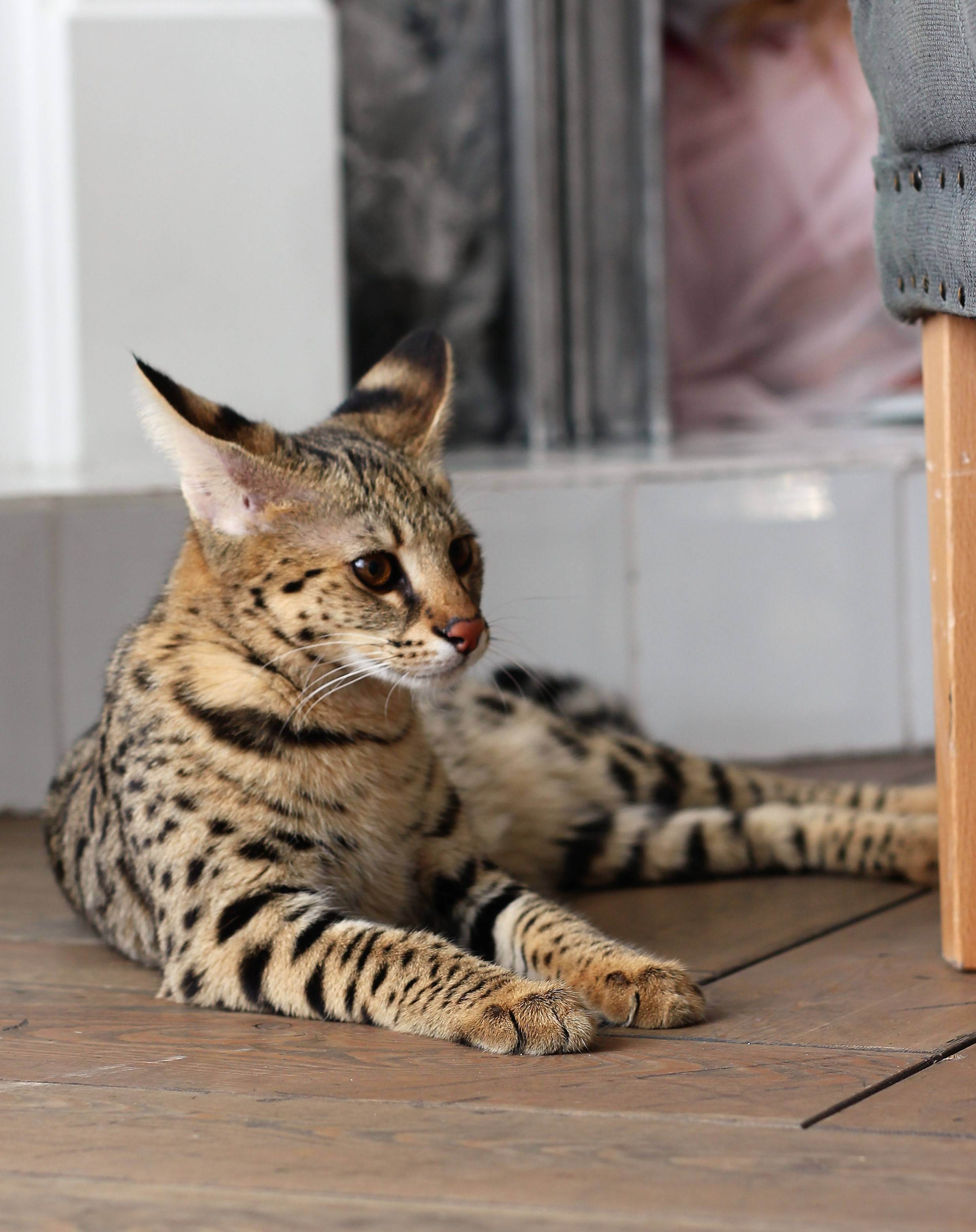 Домашние кошки породы саванна и их особенности