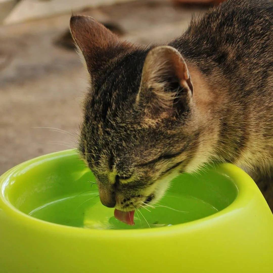Почему кот или кошка отказывается пить воду и что в этом случае делать, как научить котенка лакать из миски?