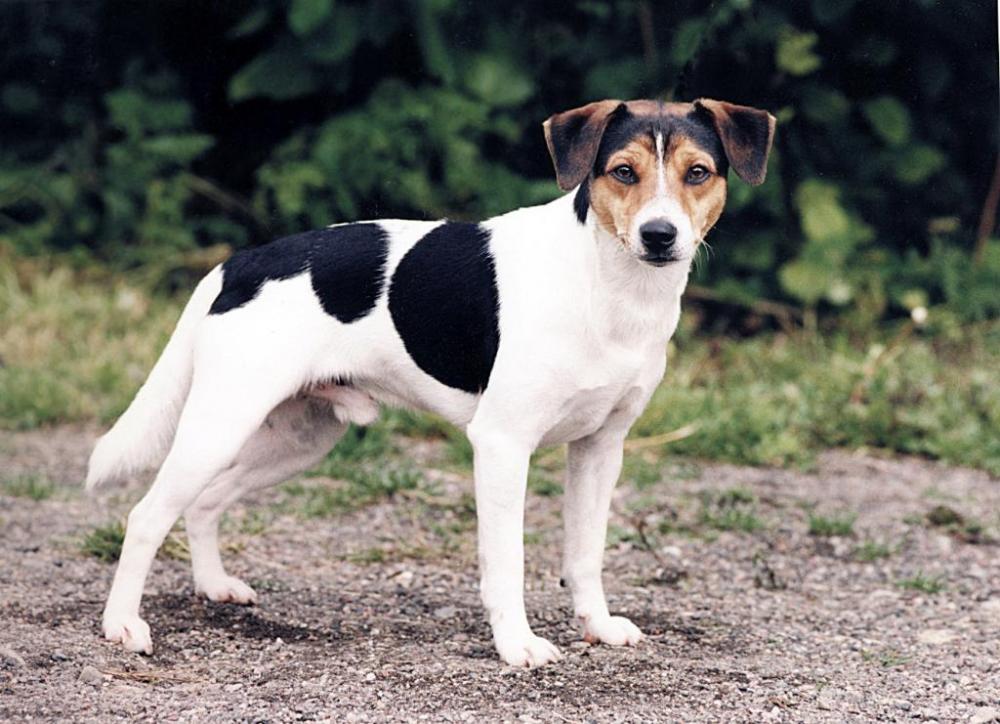 Датско-шведская фермерская собака: описание породы, характера