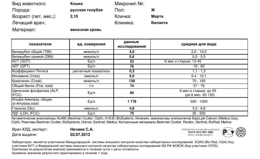 Схема лечения ринотрахеита у кошек