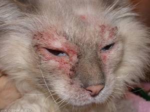 Какие симптомы аллергии на корм у кошек: признаки и фото