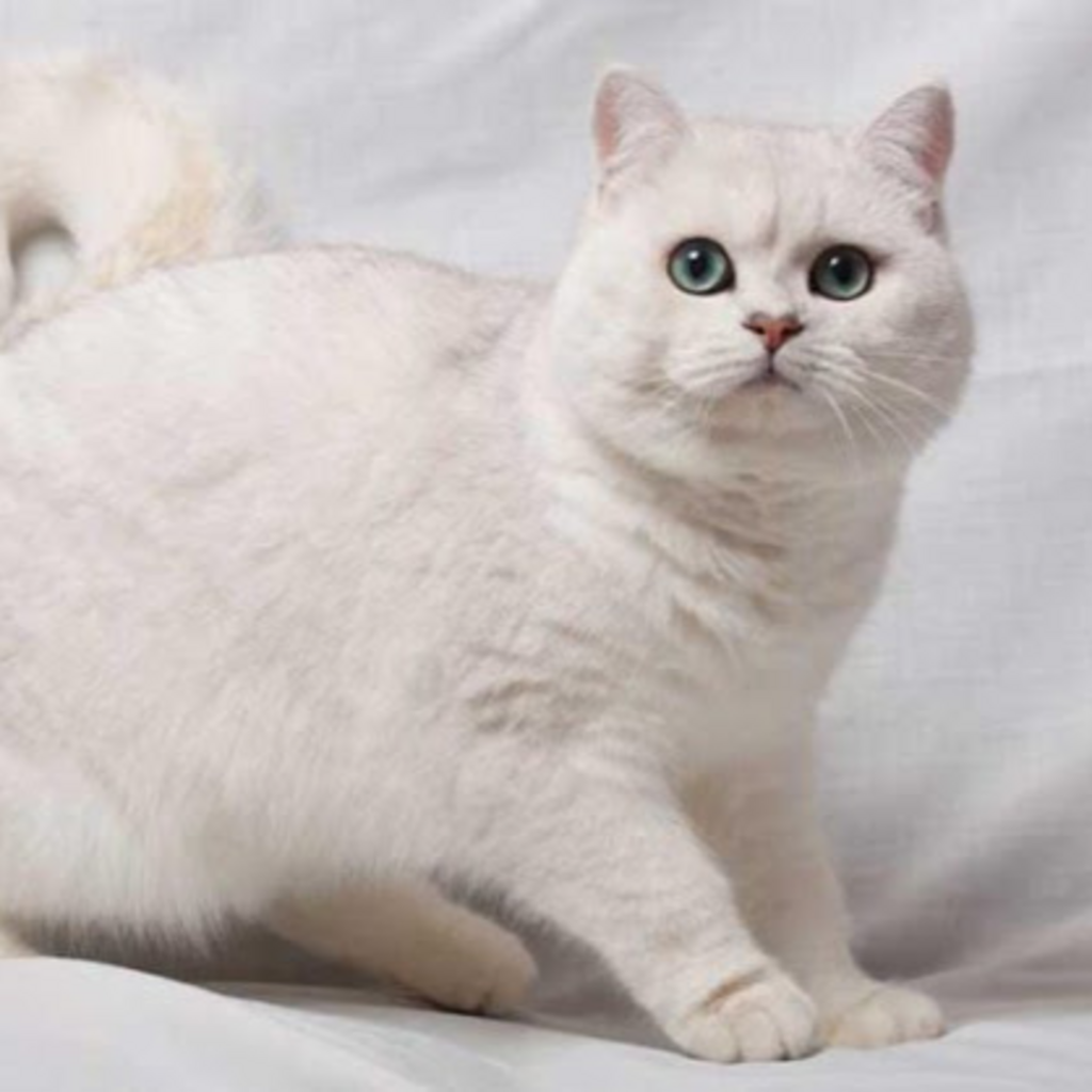 Белая британия. Скоттиш Страйкер белый. Шотландский скоттиш страйт белый. Шотландская кошка скоттиш страйт белая. Шотландский кот прямоухий белый.