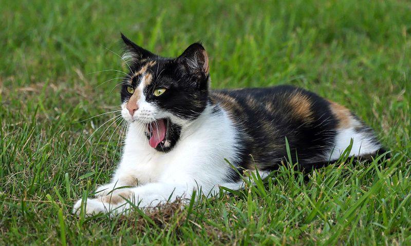 Трехцветная кошка. особенности, приметы и характер трехцветных кошек