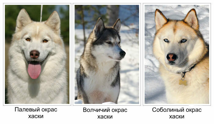 Лайки и их собачья работа