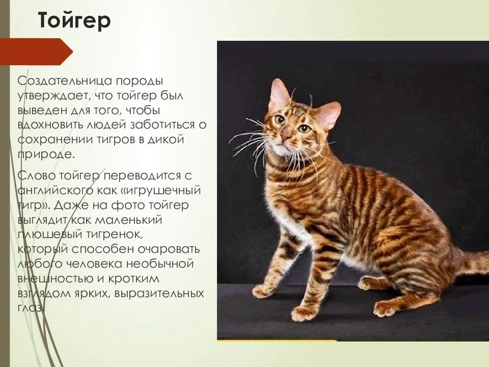 Кошка тигрового окраса — порода тойгер